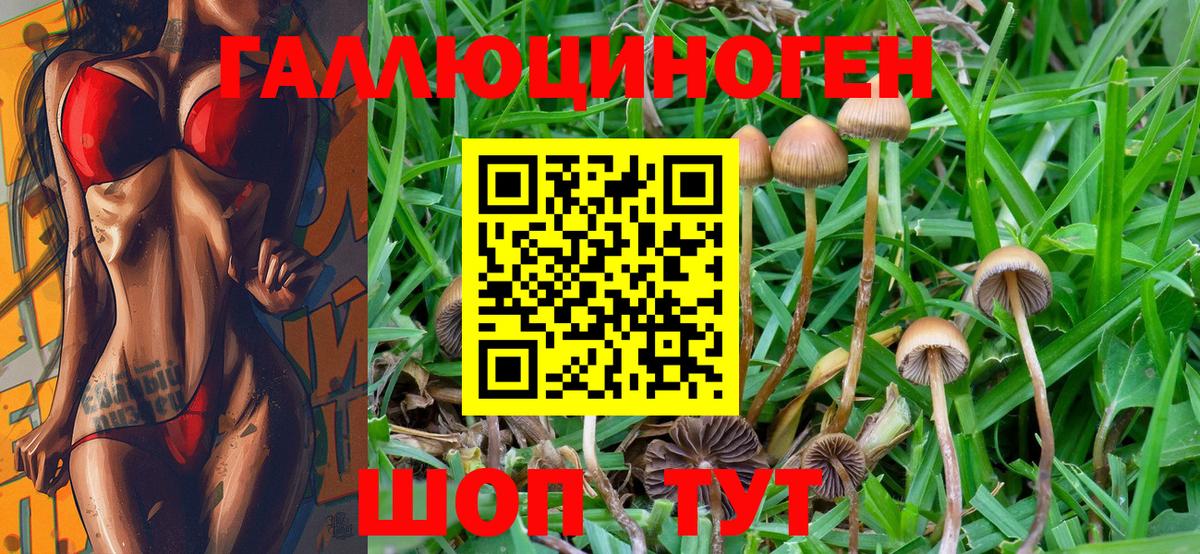 Псилоцибиновые грибы Psilocybe Саранск